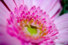 お花