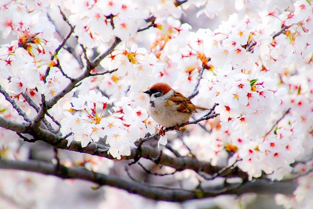 ふっくら雀
