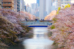 遅すぎた桜