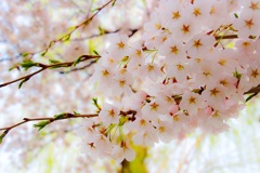 桜