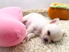 (*_ _)zzZ