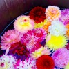 水に浮かぶお花達