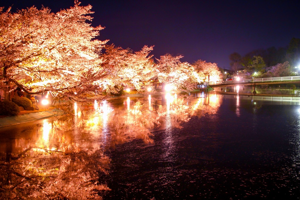 夜桜