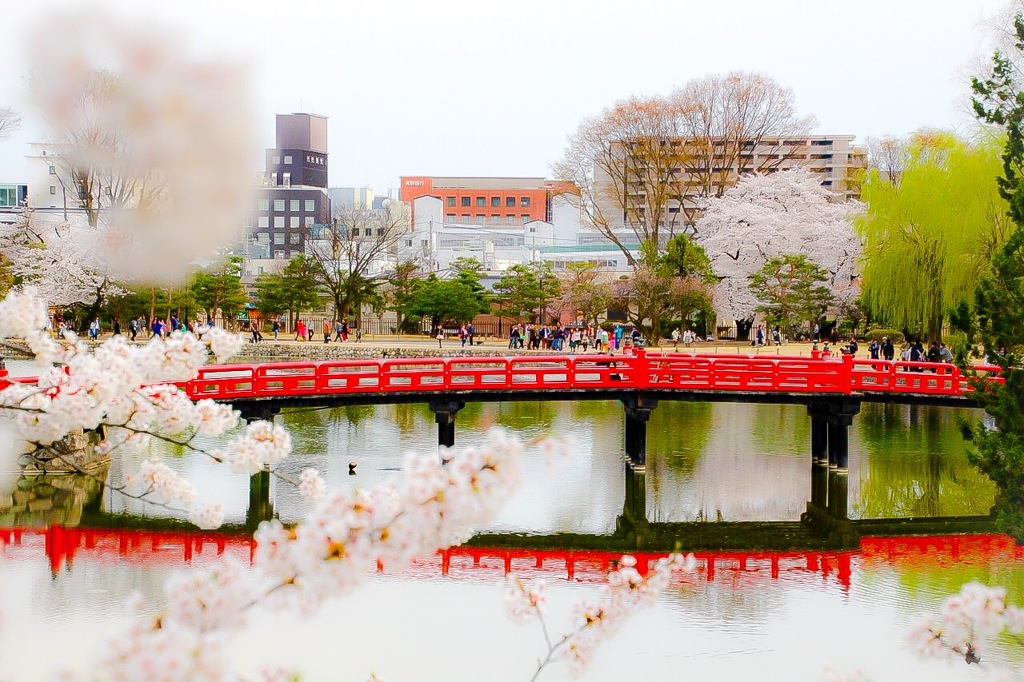 桜
