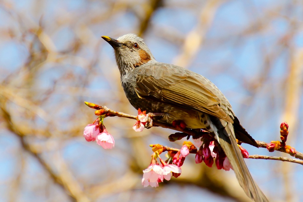 ヒヨドリと桜