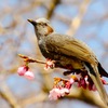 ヒヨドリと桜