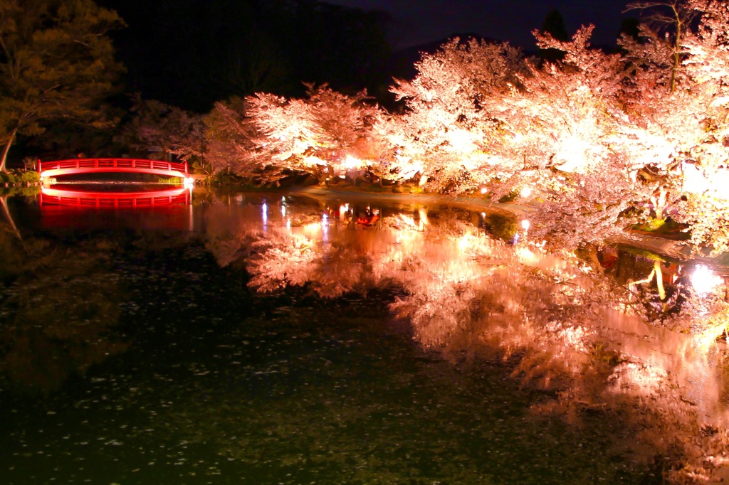 夜桜