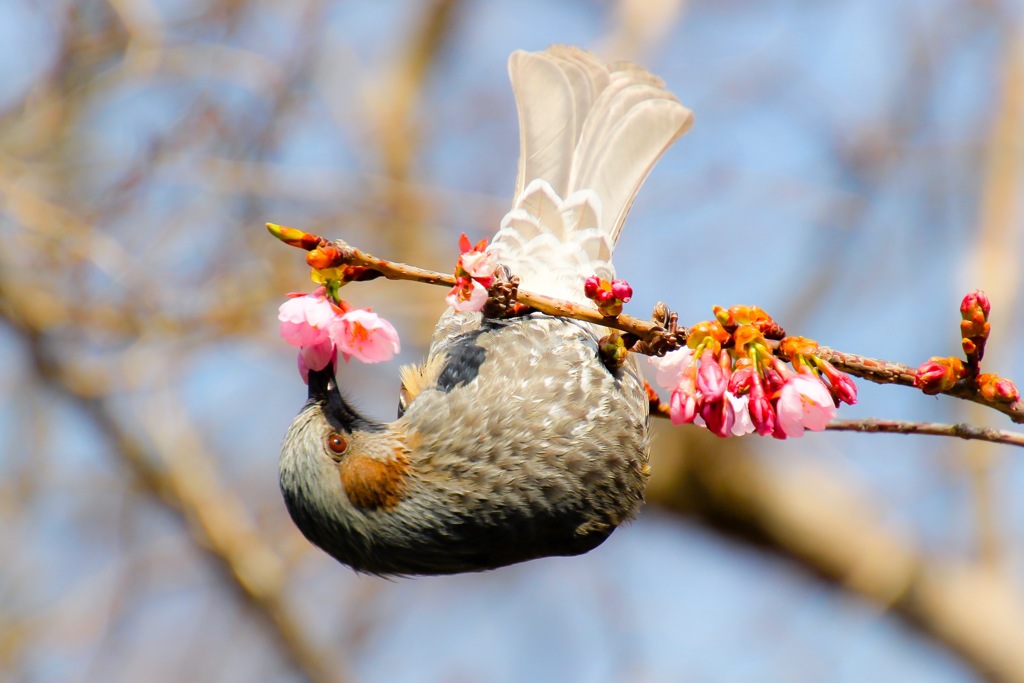 蜜を吸う瞬間
