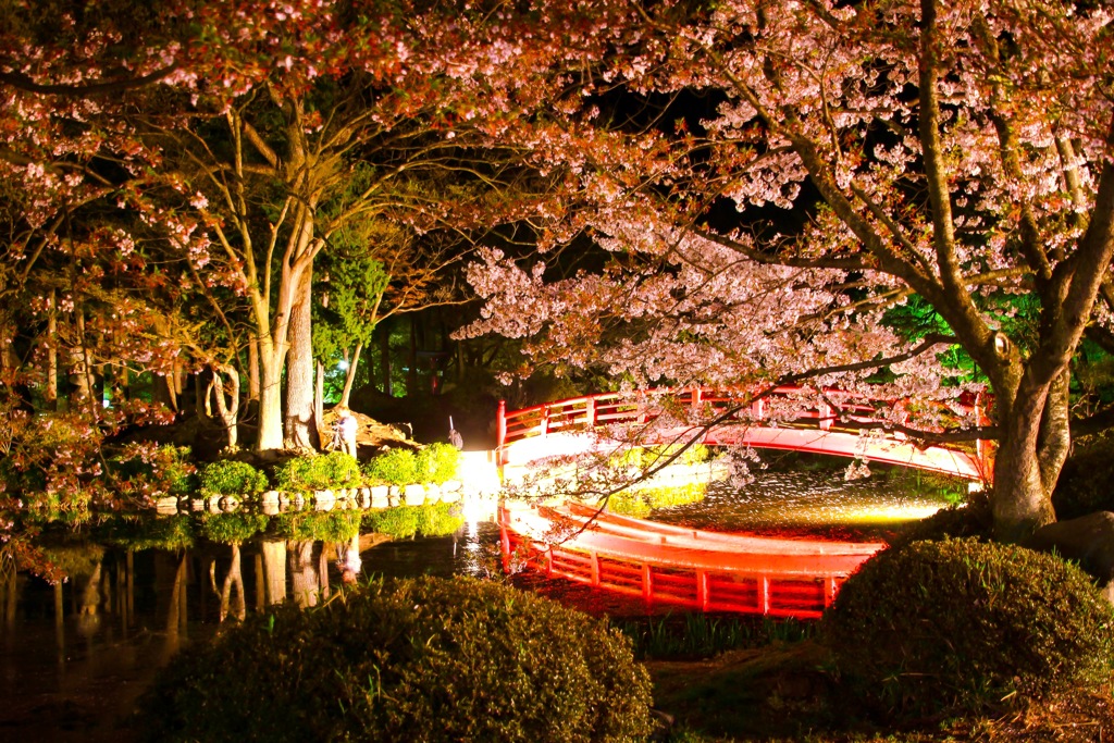 夜桜