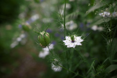この花、かわいい