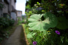 裏路地