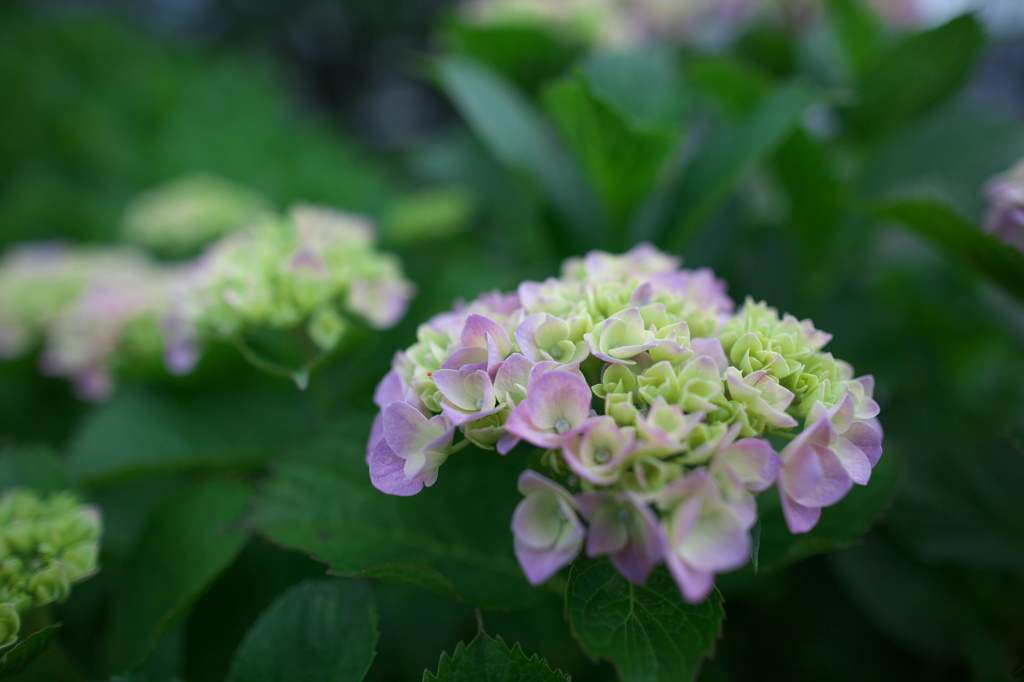 もうすぐ紫陽花の時期ですね