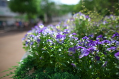植え込みの花