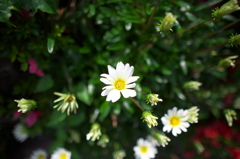 白い花