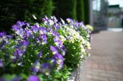 植え込みの花