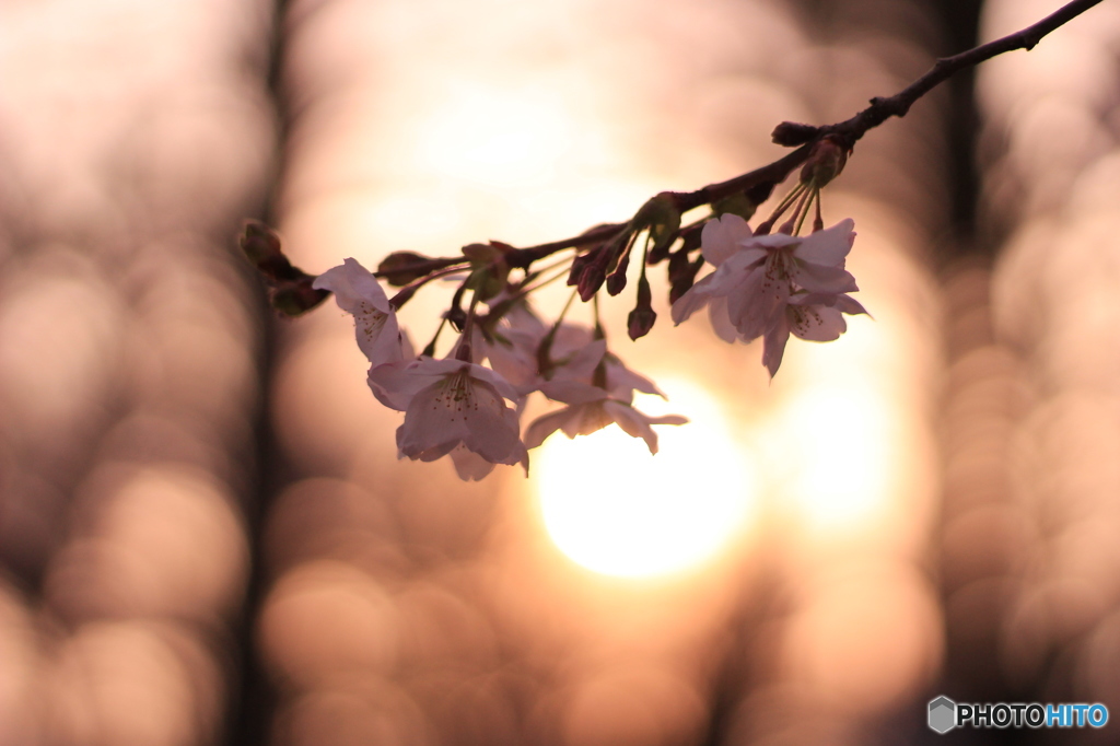 SAKURA