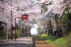 線路と桜