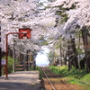 線路と桜