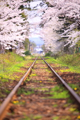 線路と桜