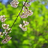 桜2018