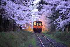 津軽鉄道と桜