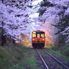 津軽鉄道と桜