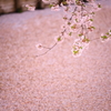 弘前の花筏