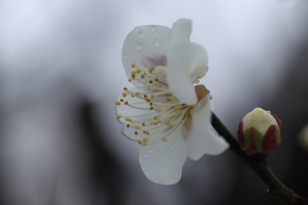 春への一歩