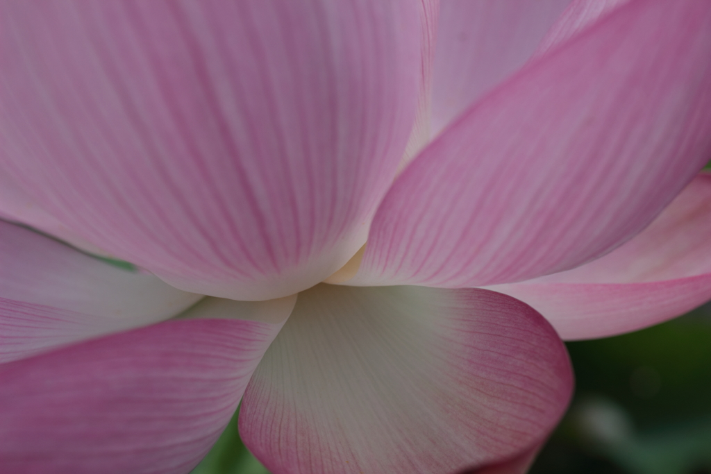 Lotus(4)