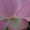 Lotus(4)