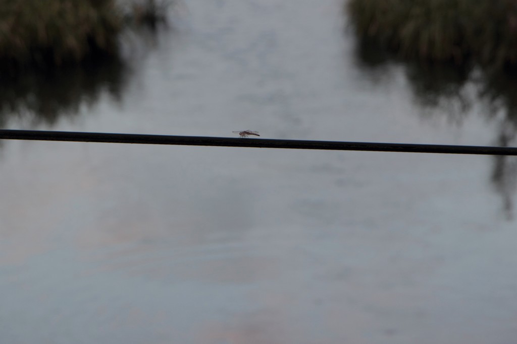 負われて見たのはいつの日か