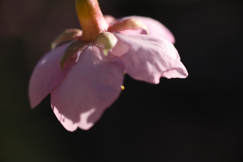 河津桜