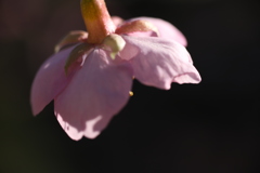 河津桜
