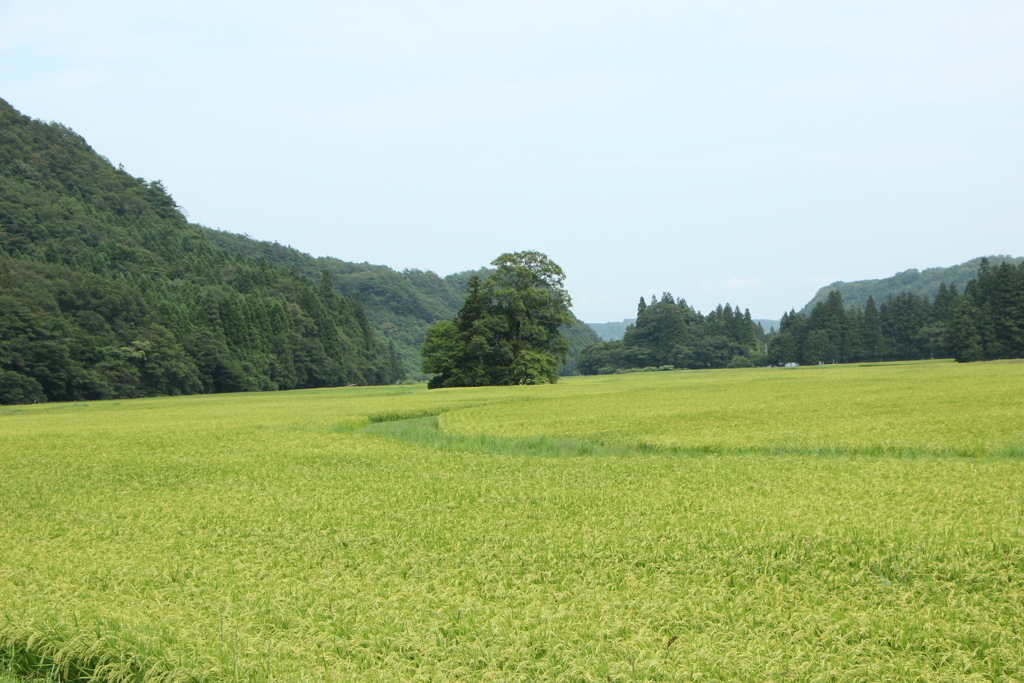 なつやすみ（3）