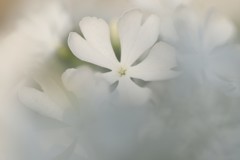 初恋に捧ぐ