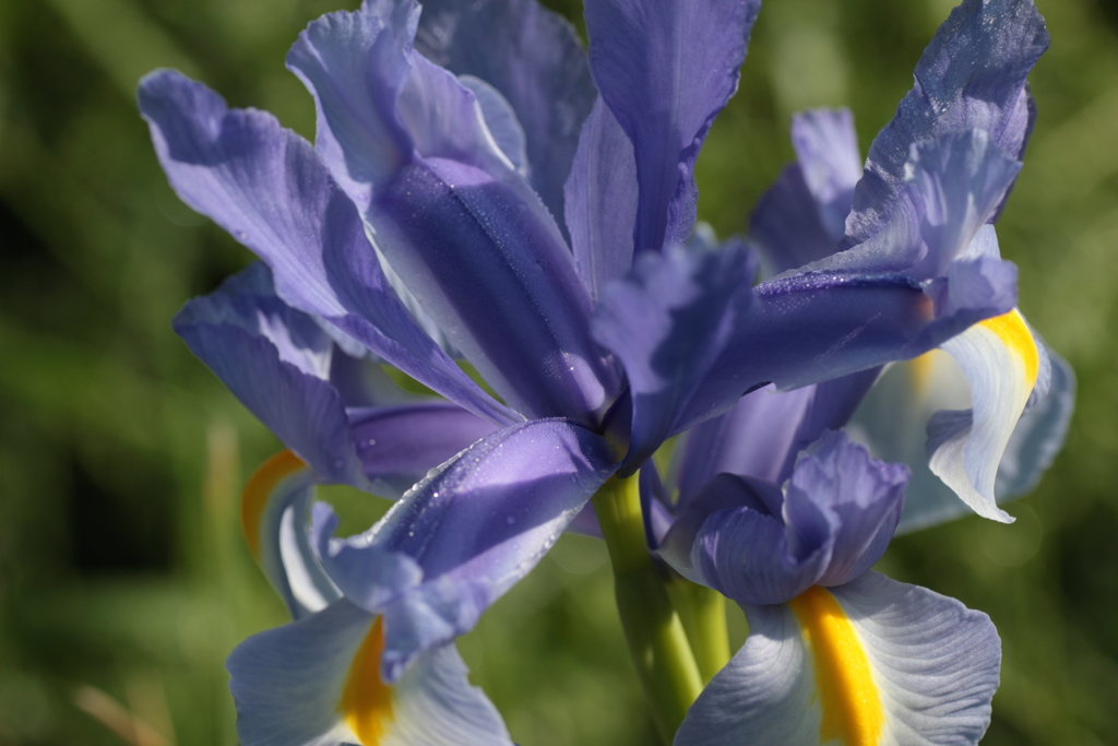 Iris(5)