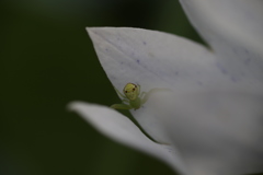 存在（虫注意）