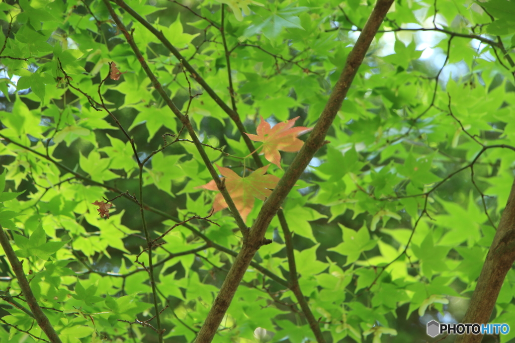 三頭山にて（2）