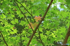 三頭山にて（2）