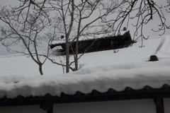 雪の中に