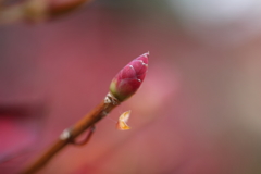 冬芽