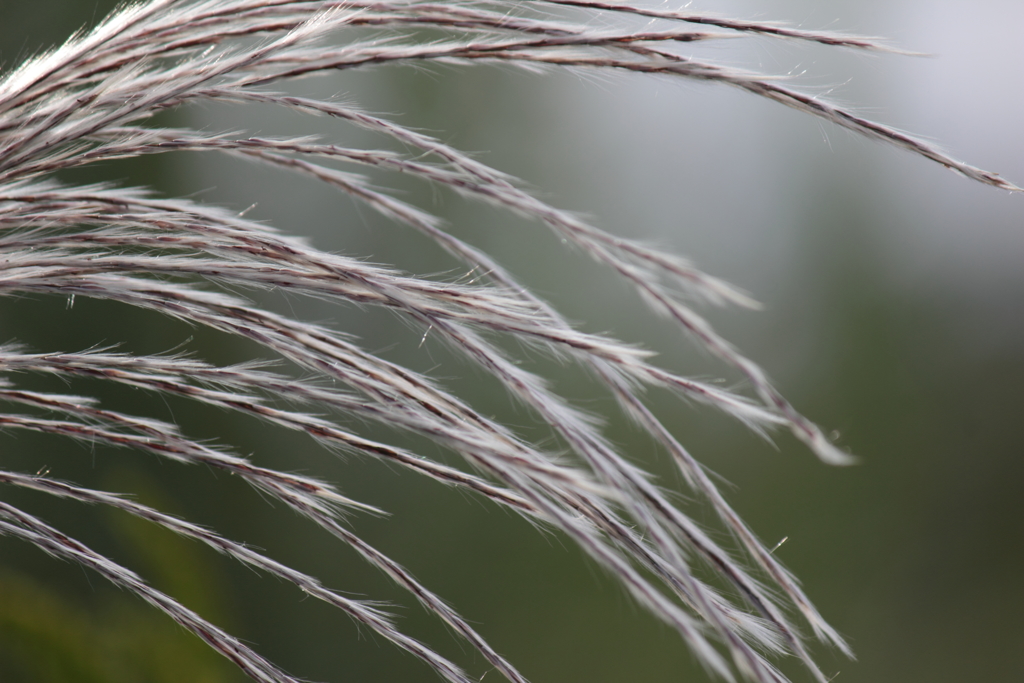 秋草のささやき