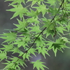 若葉の繁る頃（2）