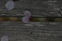 花びら