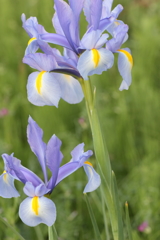 Iris(3)