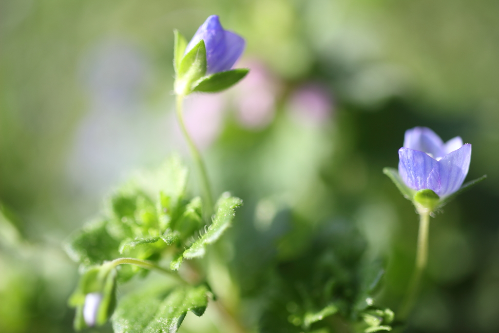 ひとすじの気持ち（3）