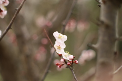 花は咲く