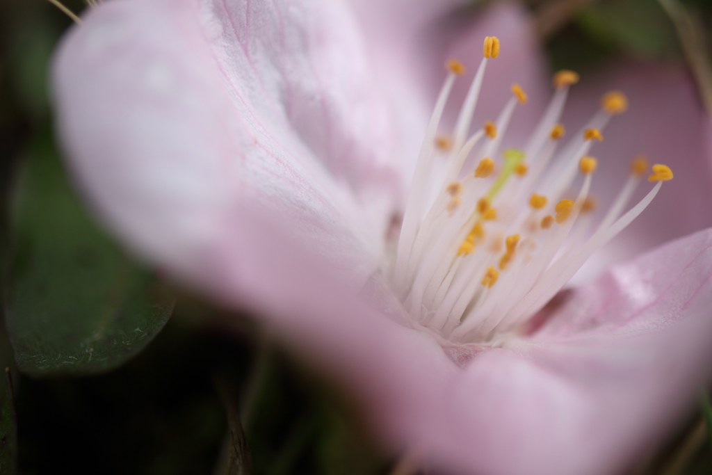 落ち桜