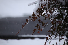 淡雪