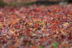 秋も終わり（4）